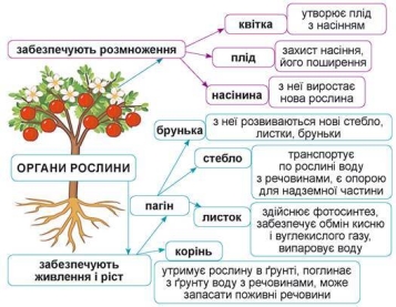 Які органи у квіткової рослини | Урок на 1 завдання ...